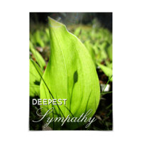 Moisés e Cartão Dogwood "Deepest Sympathy"