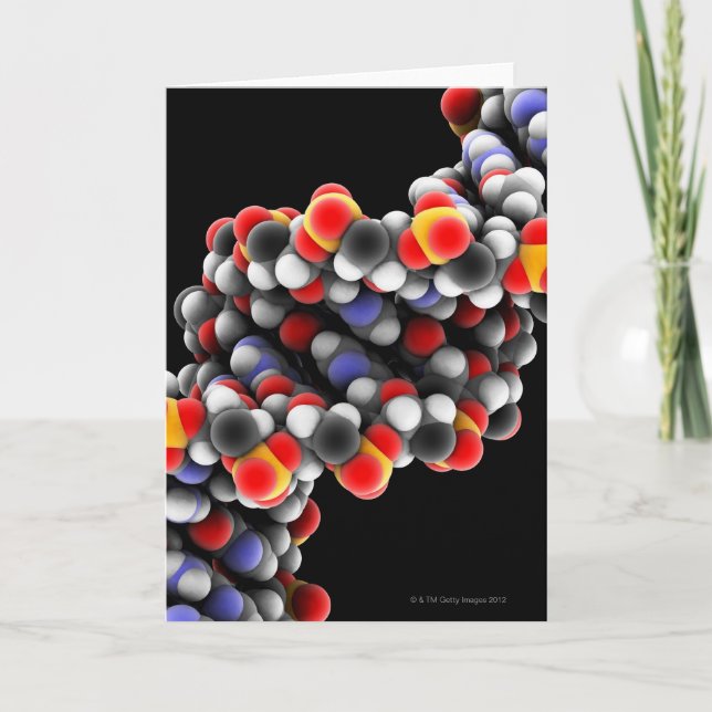 Molécula do ADN. Modelo molecular do ADN (Frente)