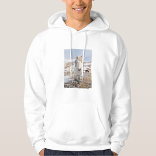 Moletom Cavalo Islandês Branco, Islândia