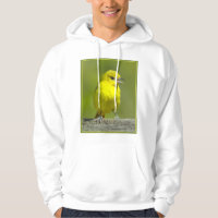 Orchard Oriole - Fotografia original