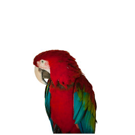 Moletom This elegant t-shirt design