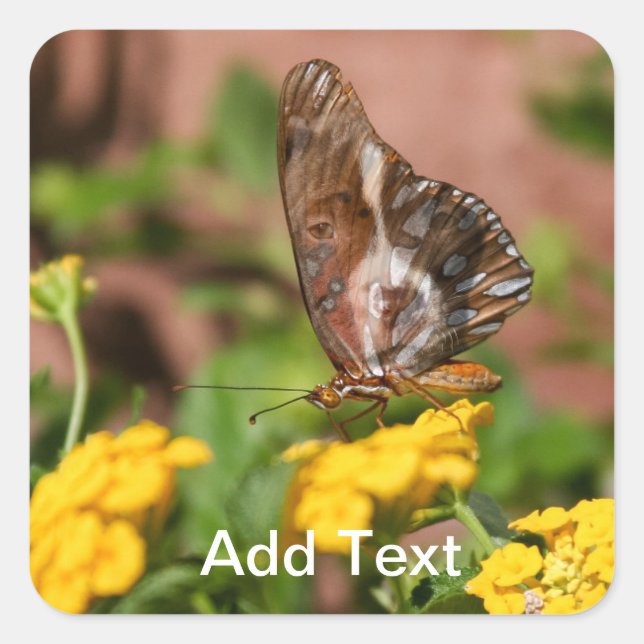 Monararcas - Autocolantes de cães e borboletas (Frente)