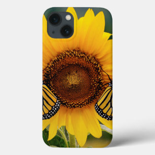 Monarca Butterfies no girassol