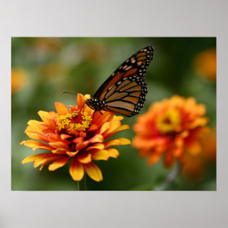 Monarca na Zinnia elegans ‘Zowie’ Poster