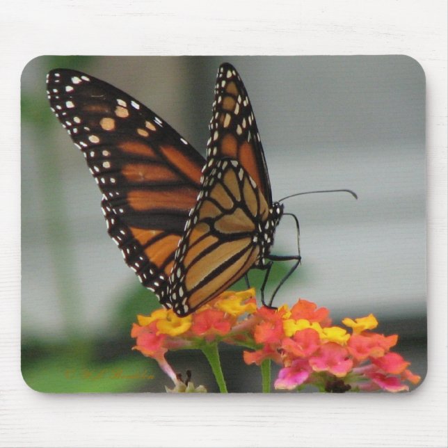 Monarca no Lantana Mousepad (Frente)