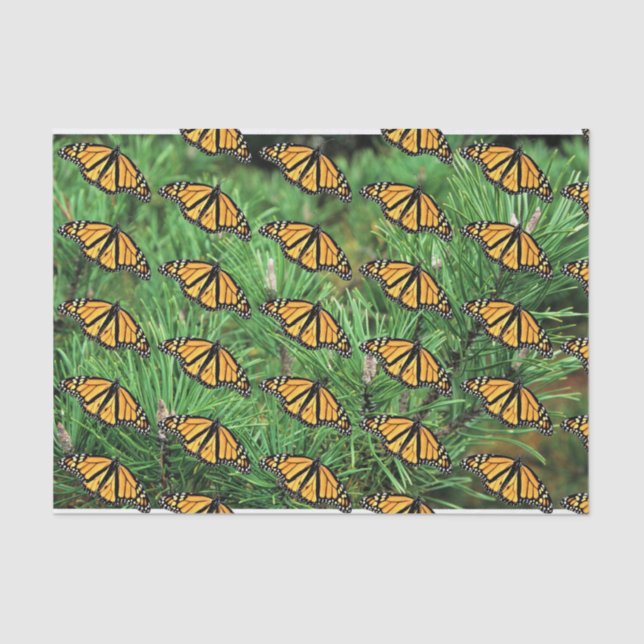 Monarcas de Papel Tecidual em Pine Boughs (Frente )