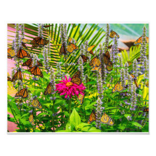 Monarch Butterflies Foto Alargamento