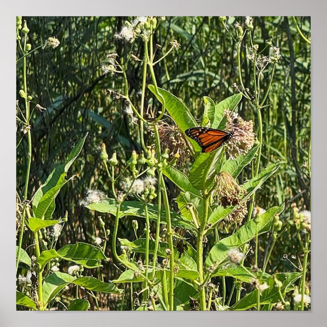Monarch Butterfly Photo Poster (Frente)