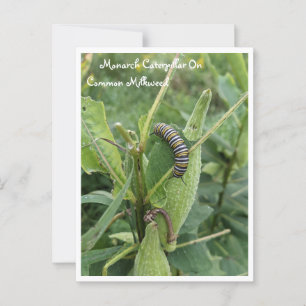 Monarch Caterlagarta No Cartão Postal Comum
