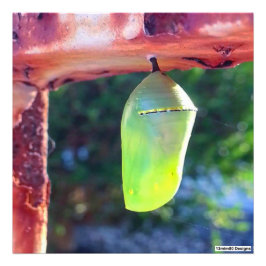 Monarch Chrysalis 2018 - Impressão de Foto