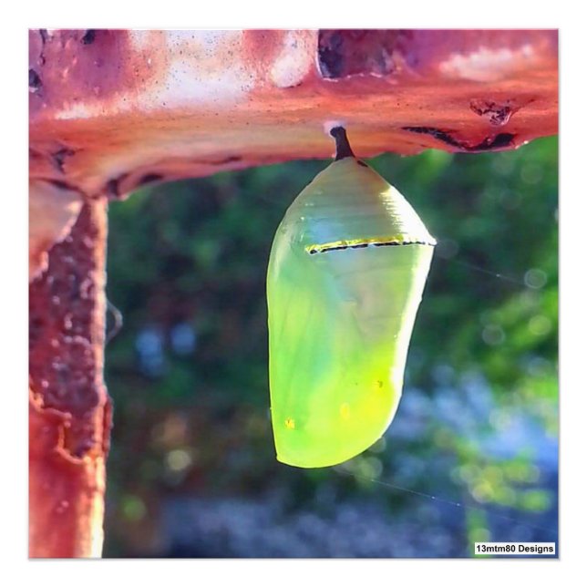 Monarch Chrysalis 2018 - Impressão de Foto (Frente)
