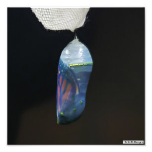 Monarch Chrysalis 2022 - Impressão de Foto