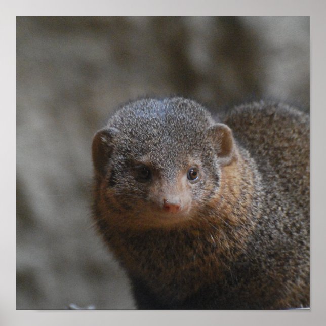 Mongoose Poster (Frente)