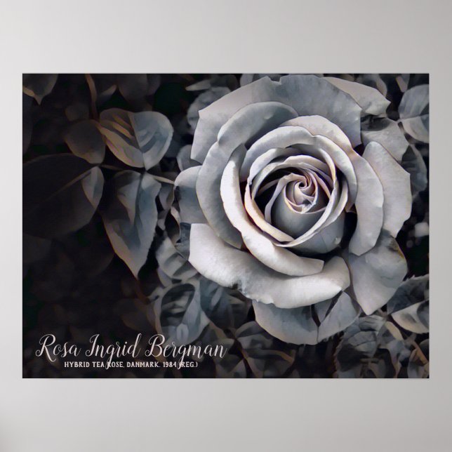 Monotone Rose [Value Poster Paper] (Frente)