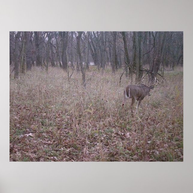 Monster Buck Poster (Frente)