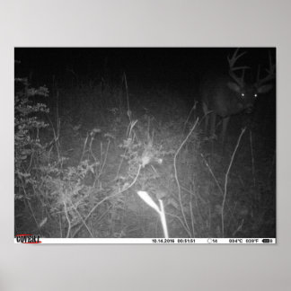 Monster Trail Camera Buck Poster
