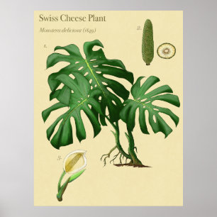Monstera Swiss Cheese Poster