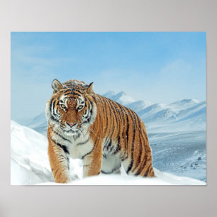 Montagens de Tigre de Neve Poster de Foto de Inver
