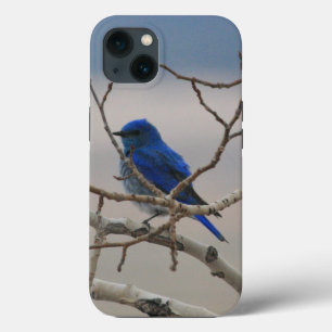 Montanha Bluebird