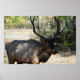 Montanha Bull Elk Foto Nature Wall Poster Mancave