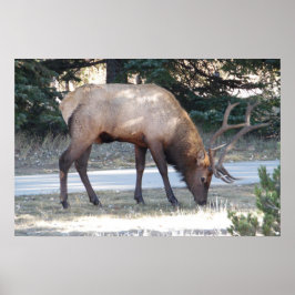Montanha Bull Elk Foto Nature Wall Poster Mancave