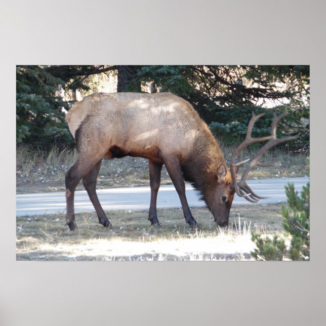 Montanha Bull Elk Foto Nature Wall Poster Mancave (Frente)