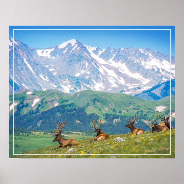 Montanhas poster e Elk (Frente)