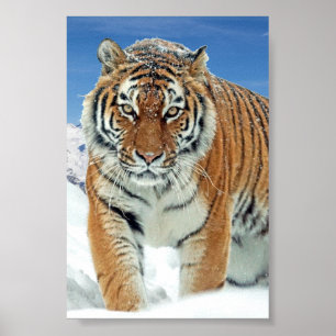 Montanhas Tiger Snow Foto de inverno Poster