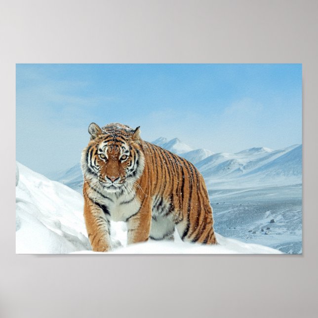 Montanhas Tiger Winter Nature Photo Snow Impressão (Frente)