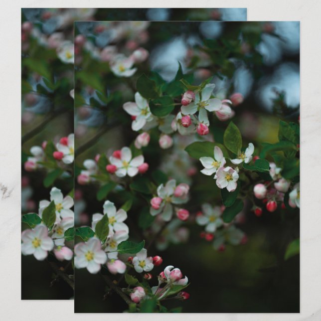 Moody apple tree blooms Scrapbook Paper (Frente/Verso)