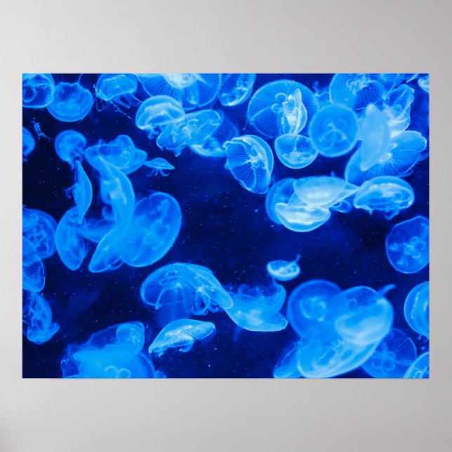 Moon Jelly Fish Poster (Frente)