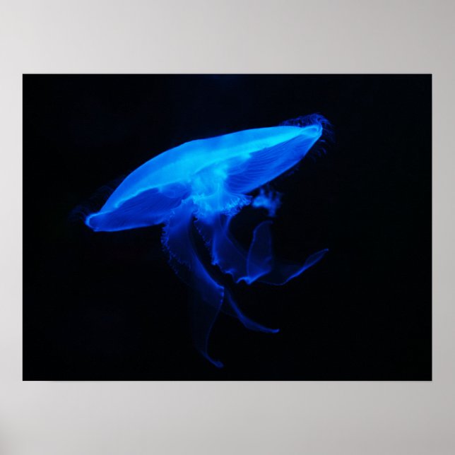 Moon Jelly Fish Poster (Frente)