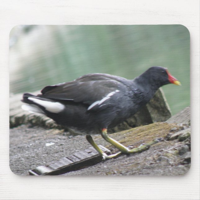 Moorhen Mousepad (Frente)