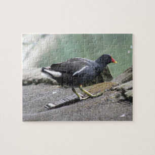 Moorhen Quebra-cabeça