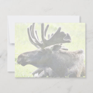 Moose jovem
