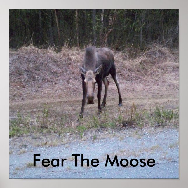 Moose Poster (Frente)