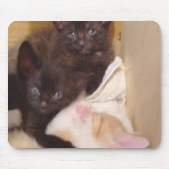 Moow Cats 38 Mousepad (Frente)