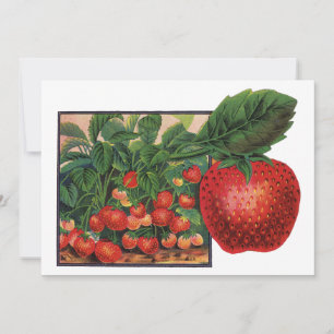 Morangos Antigos, Plantas de Morango em uma Fazend