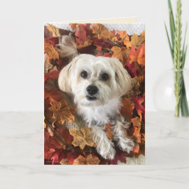 Morkie Agradecido I - Cartão em Branco