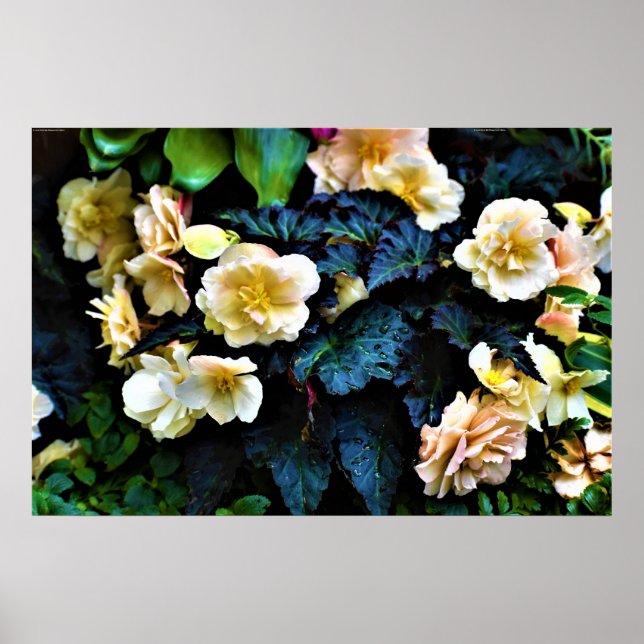 Morning Dew, Poster (Frente)