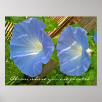 Morning Glory Bloom onde você é plantado Poster