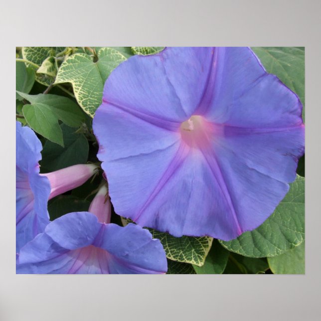 Morning Glory Poster (Frente)