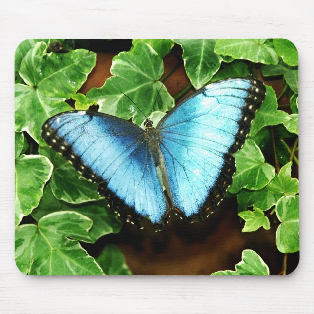 Morpho azul Mousepad (Frente)