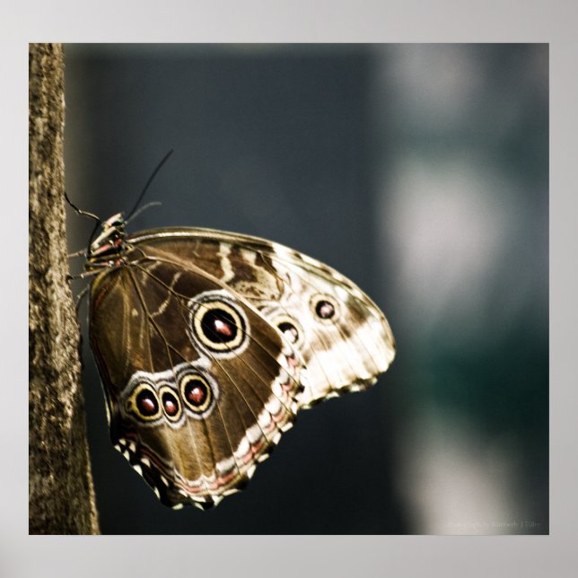 Morpho peleides Impressão (Frente)