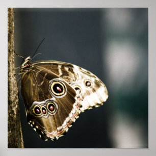 Morpho peleides Impressão