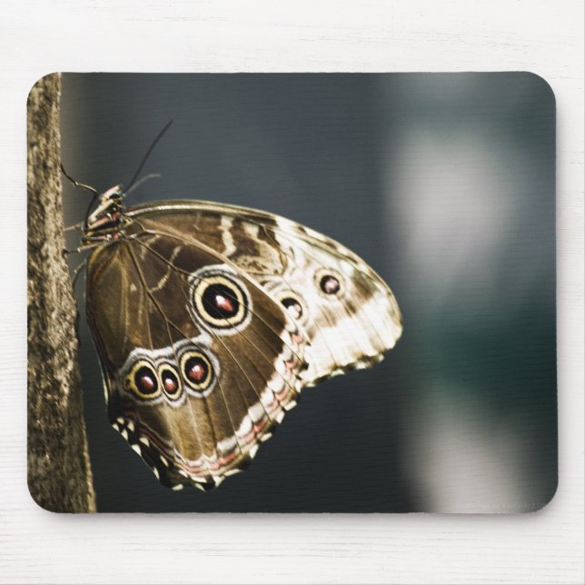 Morpho peleides Mousepad (Frente)
