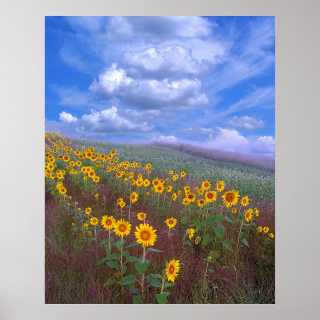 Morro de girassol, poster (Frente)