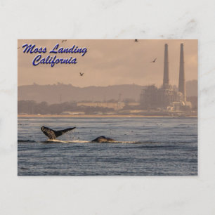 Moss Landing, Cartão postal da Califórnia