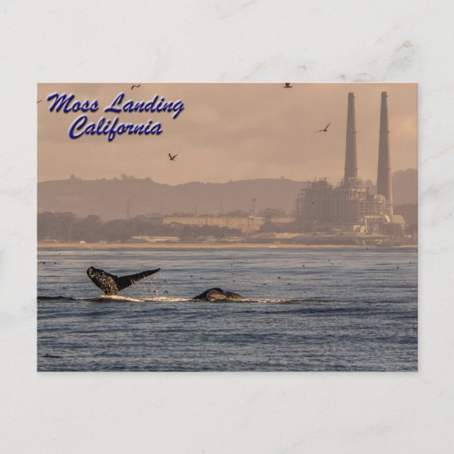 Moss Landing, Cartão postal da Califórnia (Frente)