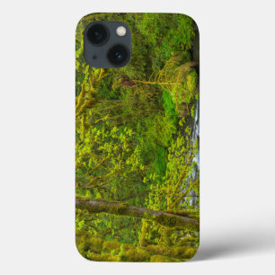 Mossy Rochas E Árvores Linha Águia